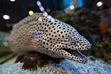 今天是《赛博朋克2077》发售四周年